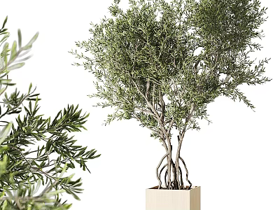 Bonsai Olive Tree With Lush Green Foliage And Exposed Roots In Square Pot 3d model