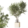 Bonsai Olive Tree With Lush Green Foliage And Exposed Roots In Square Pot