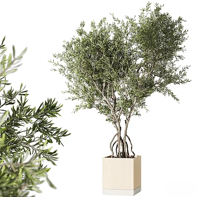 Bonsai Olive Tree With Lush Green Foliage And Exposed Roots In Square Pot 3d model