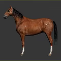 Brown Horse with Black Mane and White Hooves Standing on Gray Background with Reflection