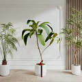 Potted Bonsai Plants With Different Varieties Large Green Leaves In White Indoor Pots