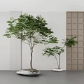 Bonsai Trees With Green Leaves In White Pots Against White Wall And Brown Lattice Panel
