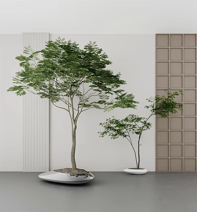 Bonsai Trees With Green Leaves In White Pots Against White Wall And Brown Lattice Panel 3d model