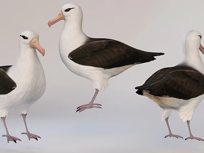 Three White And Black Seabirds With Orange Beaks In Standing Posture On Gray Background 3d model