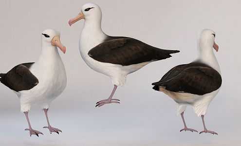 modern seagull 3d model