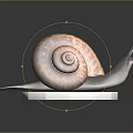 Snail With Spiral Brownish Yellow Shell Gray Body On Hexagonal Patterned Base Dark Reflective Background 3d model