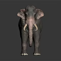 Realistic Elephant With Long White Tusks Gray Skin And Curved Trunk