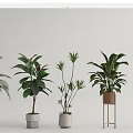 Various Potted Plants with Different Leaf Shapes in Stylish Planters and Stands for Home Decor