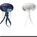Graceful Purple And White Jellyfish With Transparent Bodies And Flowing Tentacles