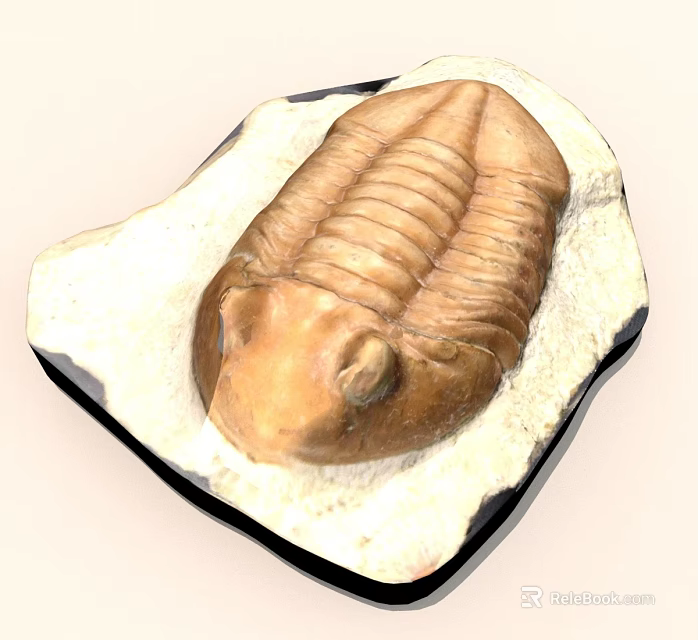 Well Preserved Trilobite Fossil Embedded in Rock with Detailed Exoskeleton 3d model 