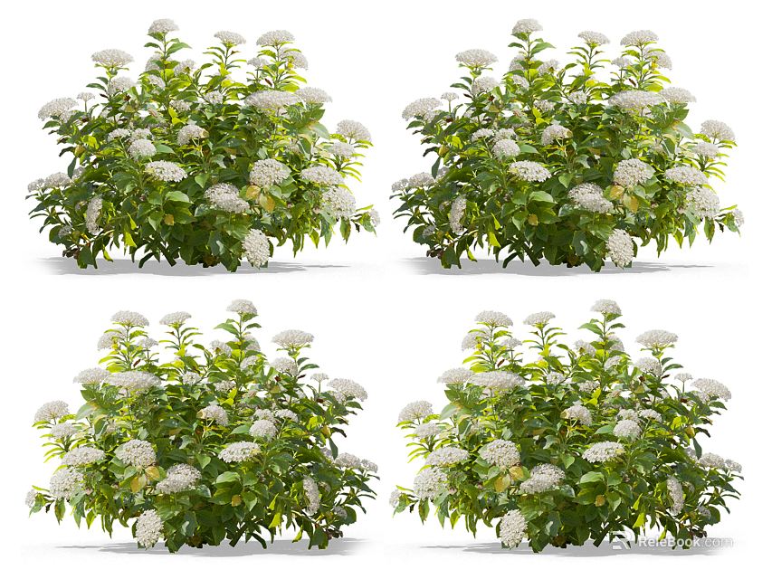 Vibrant Potted Flowering Plants With White Blooms And Lush Green Foliage 3d model 