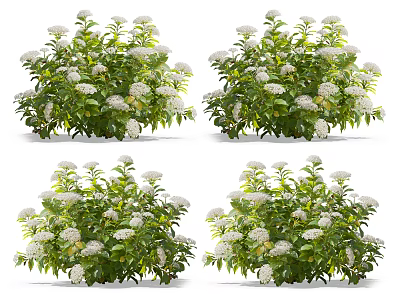 Vibrant Potted Flowering Plants With White Blooms And Lush Green Foliage 3d model