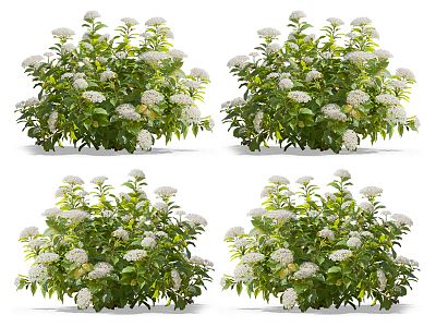 Modern flowers and plants 3d model