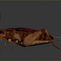 grasshopper insect cartoon locust animation locust anime locust anime game character 3d model