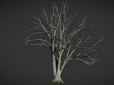 Leafless Arbor Tree With Thick Trunk And Spreading Branches On Gray Background 3d model