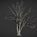 Leafless Arbor Tree With Thick Trunk And Spreading Branches On Gray Background