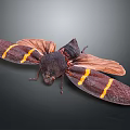 Brown Moth With Yellow Stripes On Its Spread Wings And Dark Body Against Dark Background