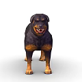 Black and Tan Rottweiler Dog With Chain Collar Standing In Fierce Expression