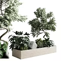 Decorative Bonsai Plant Display With Other Greenery And Stones In Light Colored Rectangular Pot