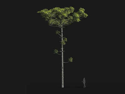 Tall Arbor With Green Lush Canopy And Human Figure For Size Comparison 3d model