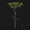 Tall Arbor With Green Lush Canopy And Human Figure For Size Comparison