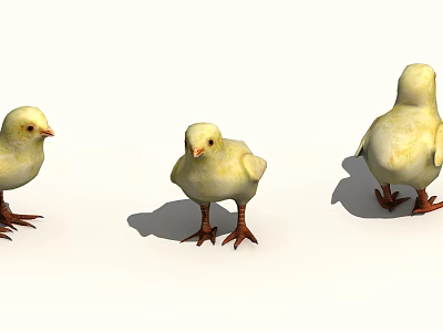 Three Cute Fluffy Yellow Baby Chickens Standing On White Background 3d model