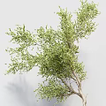 Bonsai Potted Plants With Green Leaves Various Sizes And Gray Pots