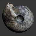 Natural Decorative Seashell as Daily Life Item with Spiral Shape and Colorful Patterns