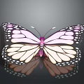 Pink and White Butterfly with Black Spots on Wings Against Dark Background and Surface Reflection