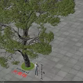Large Camphor Tree Standing On Square Paved Ground With Person And Shadow 3d model