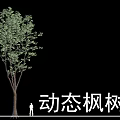 Dynamic Deciduous Maple Tree with Lush Green Foliage and Human Figure for Scale