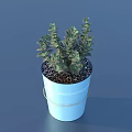 Succulent Plant With Thick Green Leaves In Blue Pot With White Handle And Black Soil