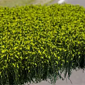 Blooming Yellow Rapeseed Flower Field Natural Source Of Organic Cooking Oil Ingredients