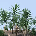Group of Tropical Trees with Long Green Leaves Against Blue Sky and Brick Wall