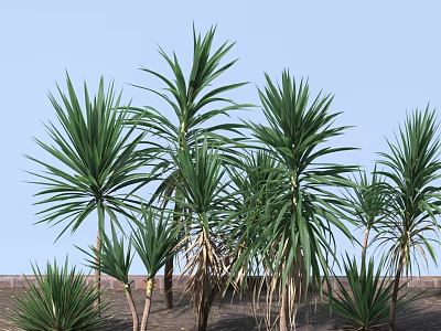Group of Tropical Trees with Long Green Leaves Against Blue Sky and Brick Wall 3d model