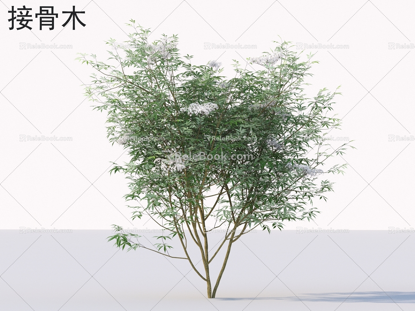 elderflower shrub plants 3d model