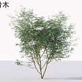 elderflower shrub plants 3d model