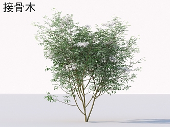 elderflower shrub plants 3d model