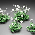 Blooming Small White Flowers With Green Leaves In Lush Plant Clusters