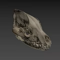 Detailed Animal Skull Anatomical Structure With Visible Teeth On Gray Background