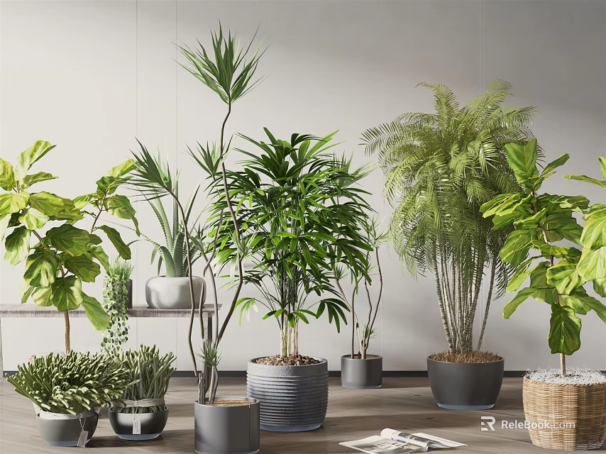 Various Indoor Potted Plants With Different Foliage Types And Decorative Pots 3d model