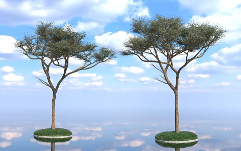 Trees Street Trees Acacia Umbrella Trees Albizia Trees Acacia Spring Autumn Greening Landscape Park Vegetation Forest Plant Biology 3d model