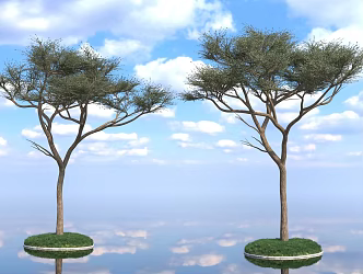 Trees Street Trees Acacia Umbrella Trees Albizia Trees Acacia Spring Autumn Greening Landscape Park Vegetation Forest Plant Biology 3d model