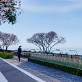 Residential Landscape Featuring Wooden Deck White Umbrella Seats And Green Garden Plants