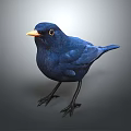 Blue Flying Bird With Orange Beak And Black Eyes Standing On Gray Background