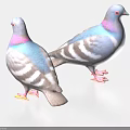 Two Flying Pigeons With Blue Gray Feathers Purple Neck And Pink Feet Standing