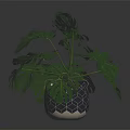 Monstera Plant With Large Green Leaves In Geometric Patterned Pot On Dark Surface