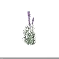 Lavender Plant With Purple Flowers Green Leaves And Slender Stems In Garden