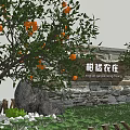 Modern Orange Tree Citrus Tree Orange Tree Mai Huo Ponkan Orange Qingcan Varieties Fruit Tree 3d model