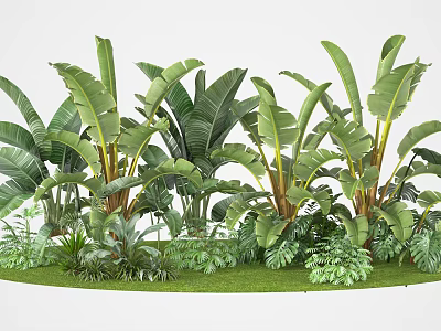 Lush Tropical Plants With Large Green Leaves And Diverse Foliage On Grass 3d model